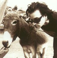 Bono standing next to cow