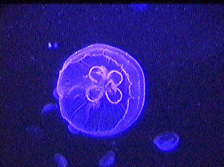 luminous jellyfish
